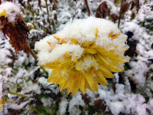 Autumn garden after the first snowfall. Snow on the grass. Snow lies on the petals of the fluffy yellow Dahlia flower.