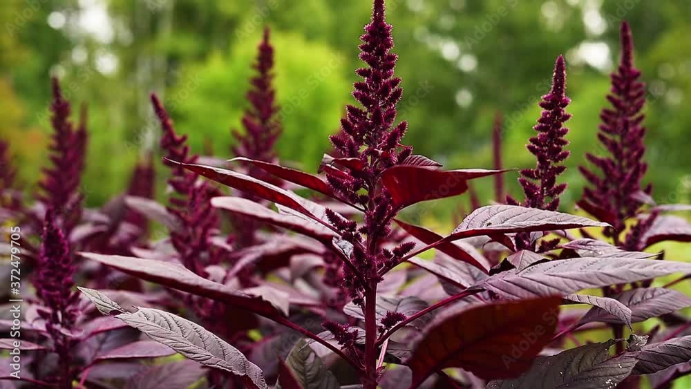 Annual herb amaranth is one of the most common grain crops close-up