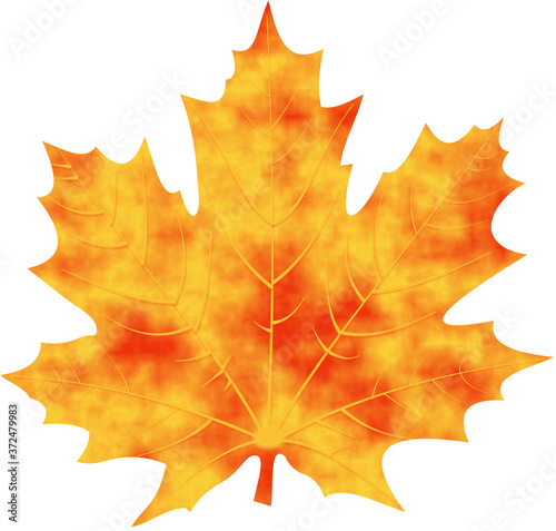 MAPLE LEAF