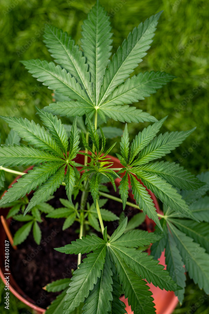 Marijuana leaves, cannabis with beautiful background, outdoor natural cultivation, young plants growing Marijuana leaves, cannabis with beautiful background, outdoor natural cultivation, young plants growing