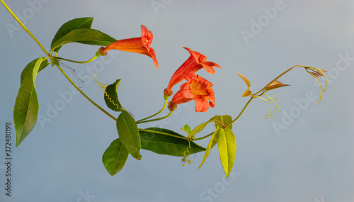 Flowers and leaves of crossvine plant (Bignonia capreolata), This climbing vine is native to the southeastern U.S. and is commonly grown in gardens. photo