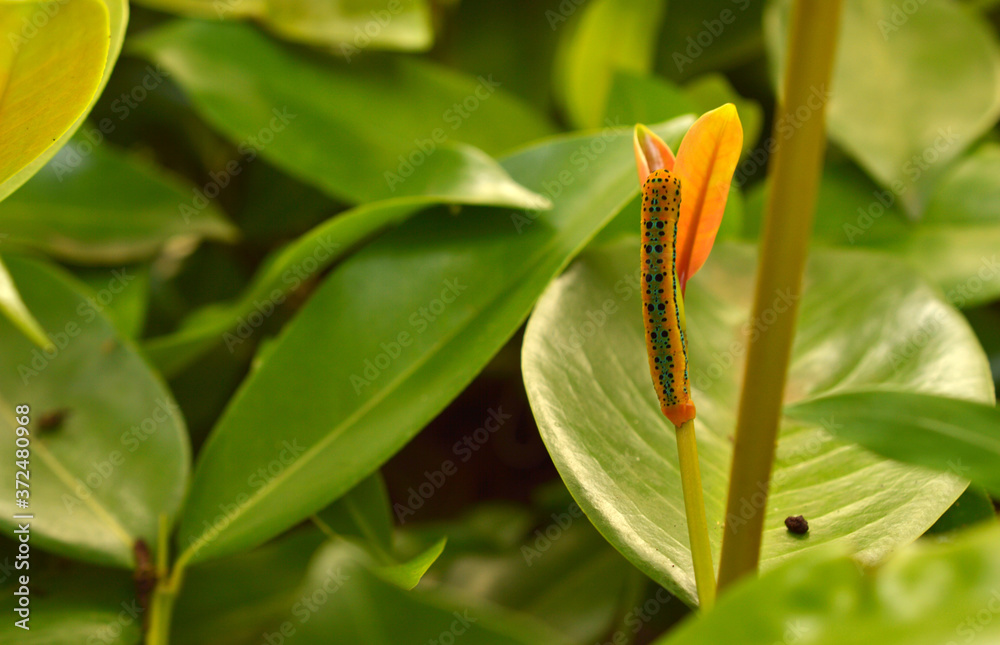 camouflaged caterpillar on a leaf camouflaged caterpillar on a leaf