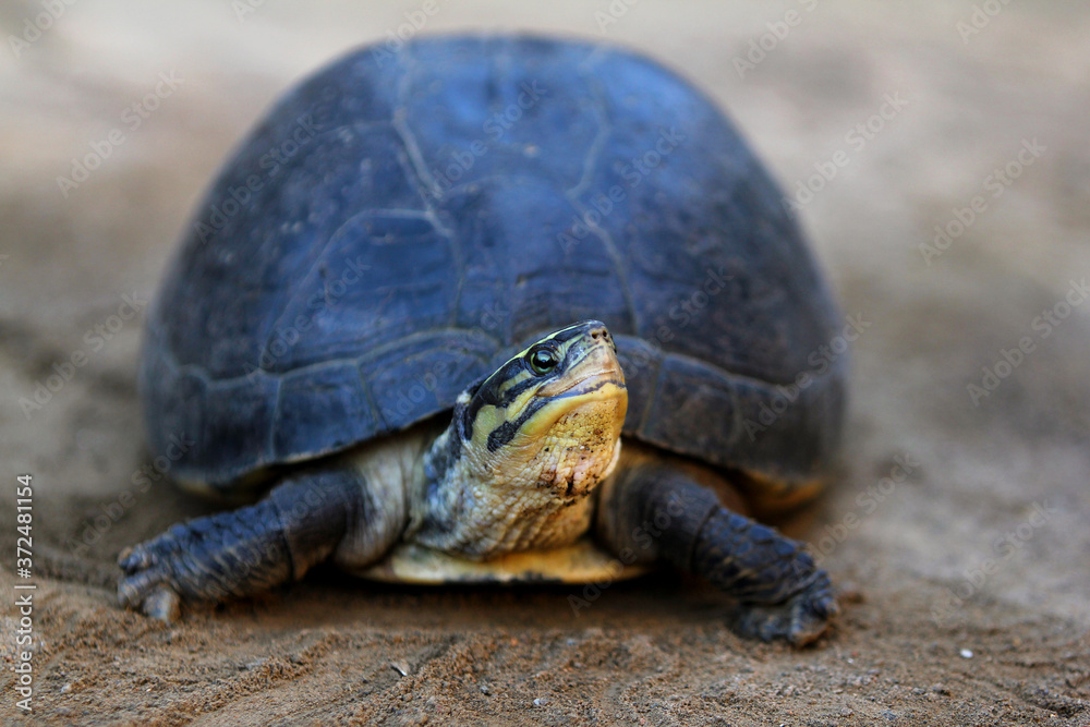 Southeast Asian box turtle is a species of Asian box turtle.