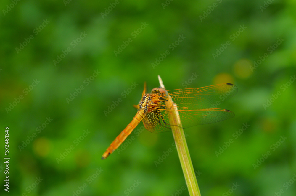 dragonfly on a leaf