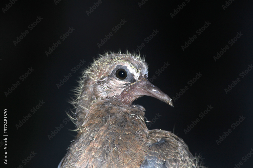 a new born baby bird with black background a new born baby bird with black background
