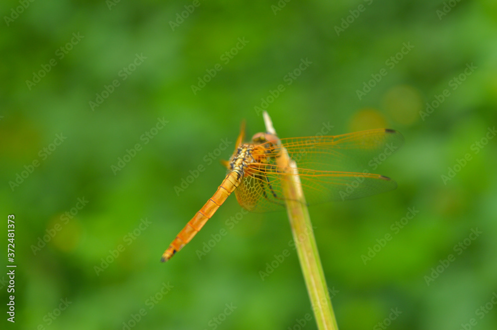 dragonfly on a leaf