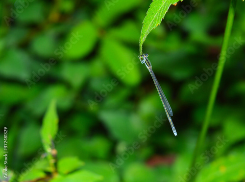 dragonfly on a leaf © NNPhotos