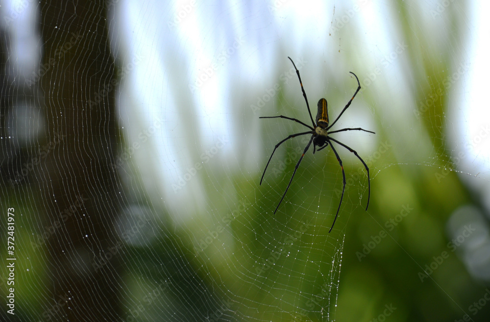 Obraz premium giant wood spider