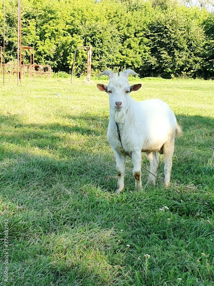 Fototapeta premium sheep in the meadow