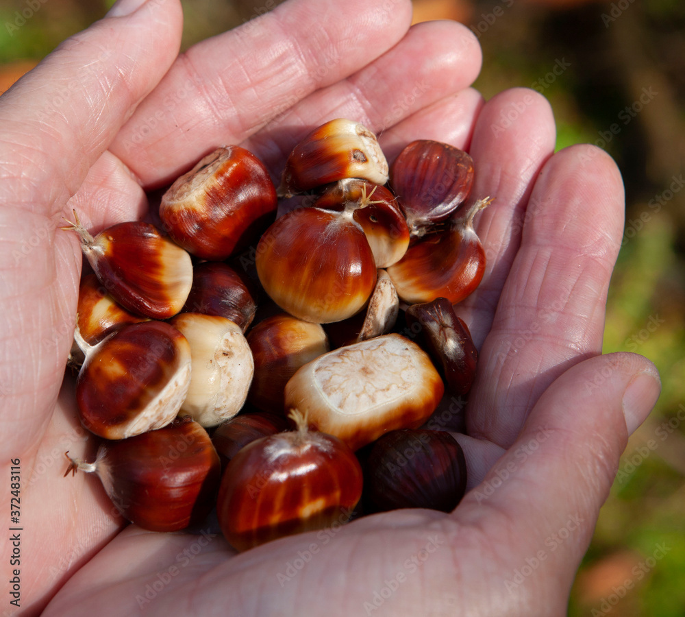 Fall. Autumn. Hand full of tame chesnuts. Fall. Autumn. Hand full of tame chesnuts.