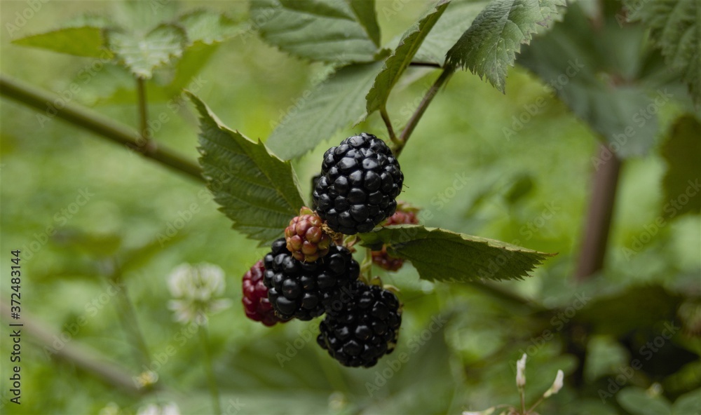 Wonderful Blackberry Fruits in the Garden Wonderful Blackberry Fruits in the Garden