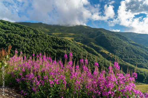 Field of lavender on the background of beautiful mountains