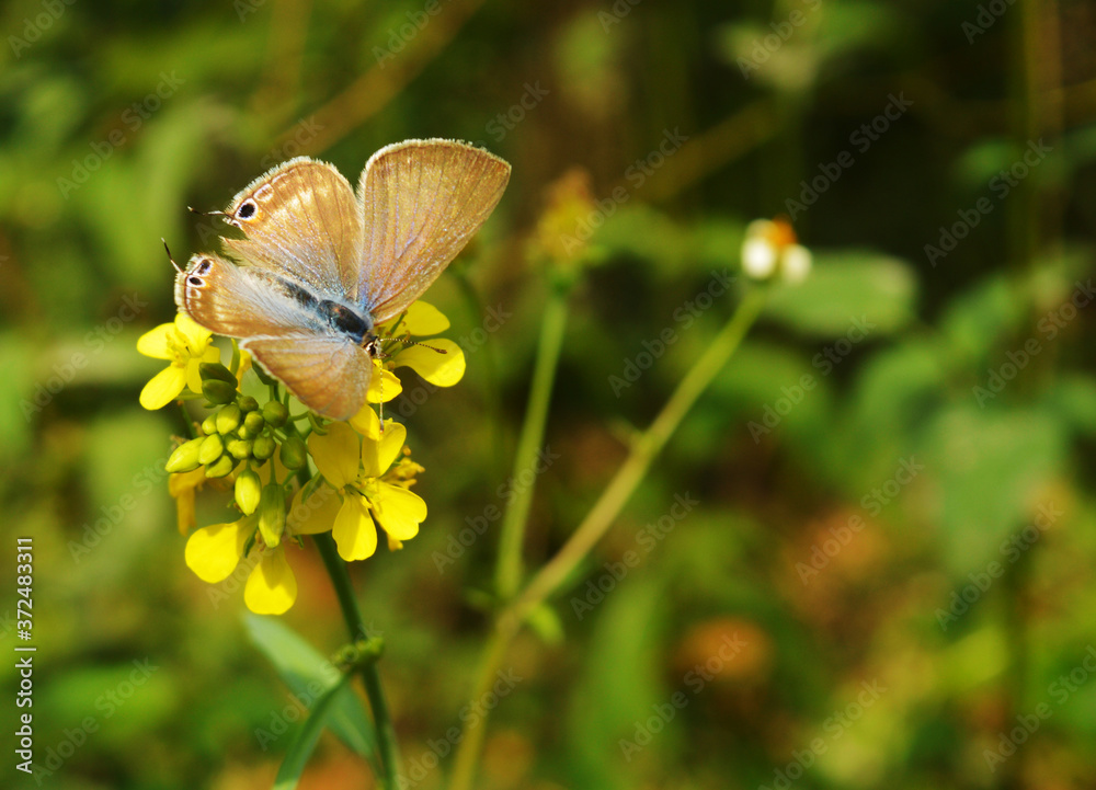 Fototapeta premium Beautiful butterfly on a flower