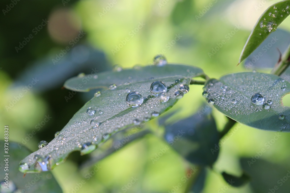 Water drops on green Hagi leaves in the morning Water drops on green Hagi leaves in the morning