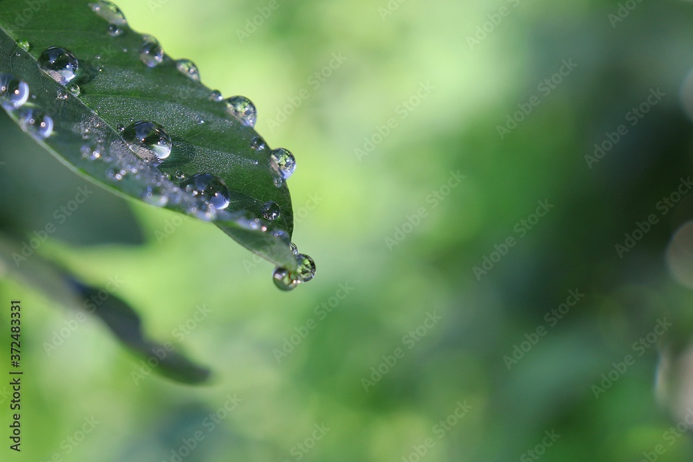 Water drops on green Hagi leaves in the morning Water drops on green Hagi leaves in the morning