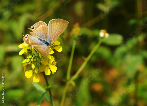 Beautiful butterfly on a flower © NNPhotos