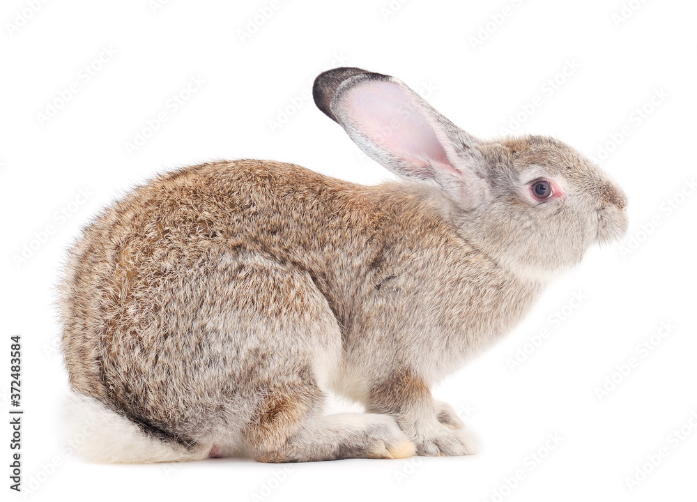 Obraz premium Gray rabbit isolated.
