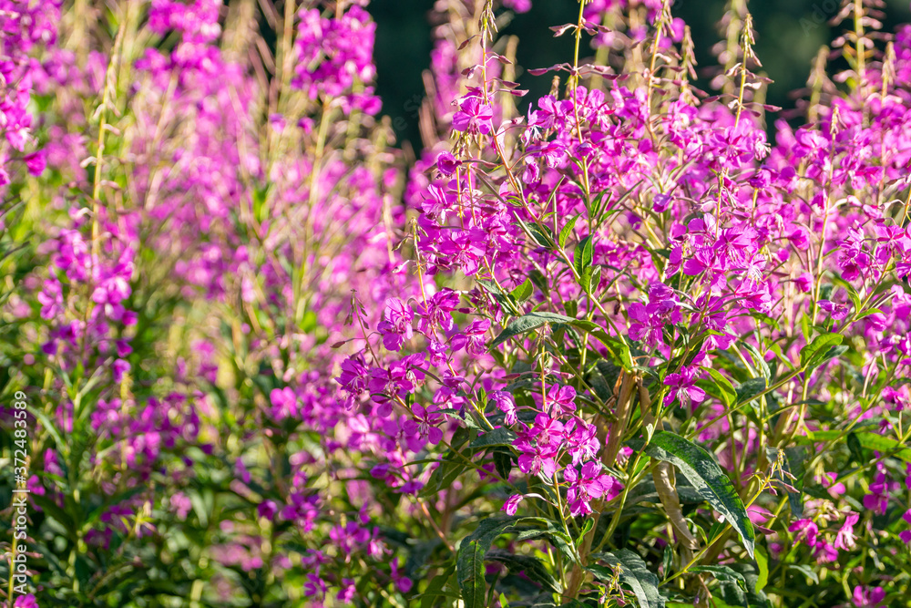 Fototapeta premium Field of lavender on the background of beautiful mountains