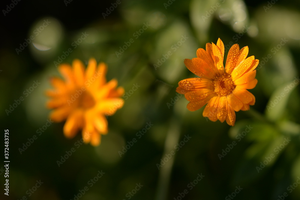 water drops on Calendula officinalis plant. orange flower petals in the morning water drops on Calendula officinalis plant. orange flower petals in the morning