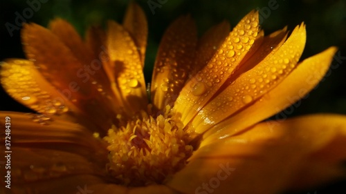 water drops on Calendula officinalis plant. orange flower petals in the morning