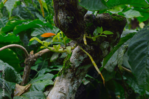 parasitic plants growing on coffee bark