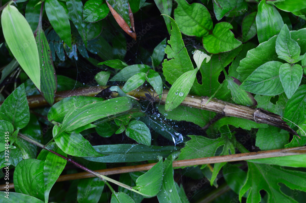 dew drops on spider web with spider dew drops on spider web with spider