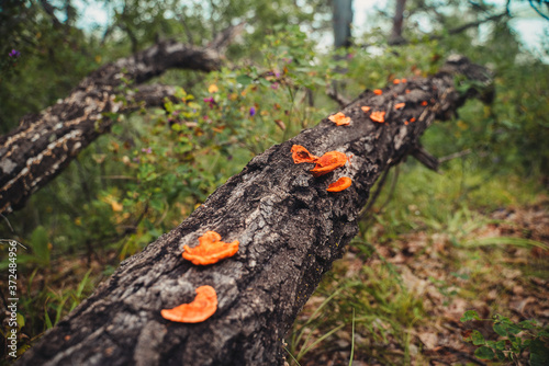 Mushrooms grow on tree. Close-up