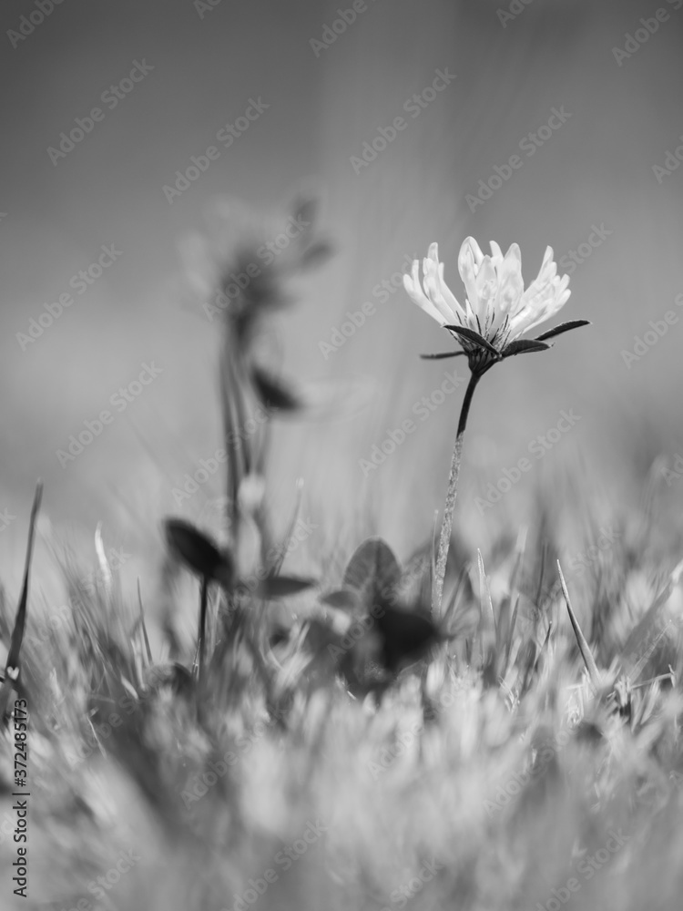 Fototapeta premium Light red clover flower surrounded by grass straws.
