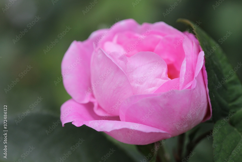 pink rose pink rose