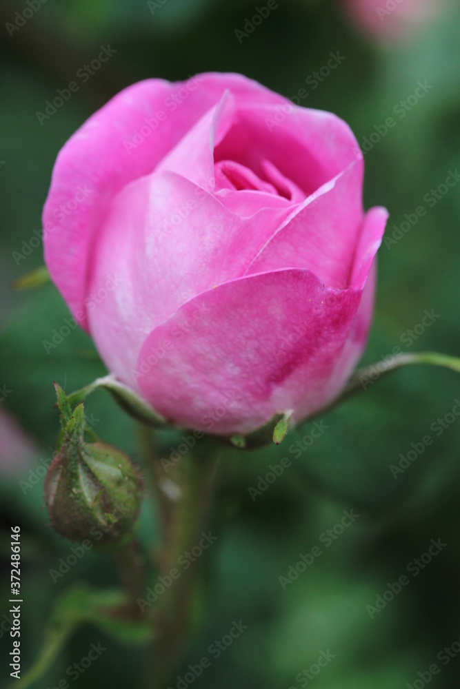 pink rose with dew drops