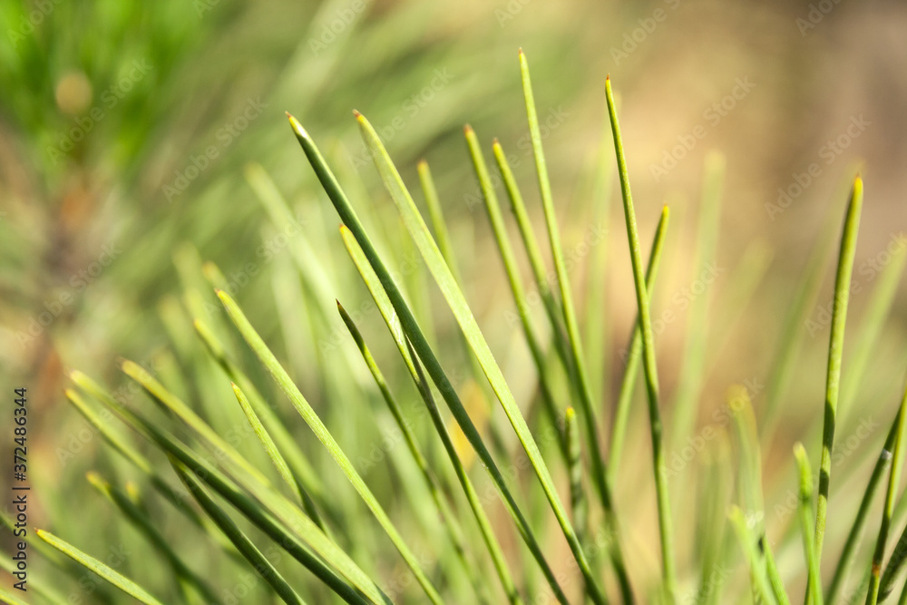 Beautiful blurred green needles of a pine tree on a warm sunny day. Macro background defocused texture of branches of an evergreen tree. Selective focus. Closeup view Beautiful blurred green needles of a pine tree on a warm sunny day. Macro background defocused texture of branches of an evergreen tree. Selective focus. Closeup view