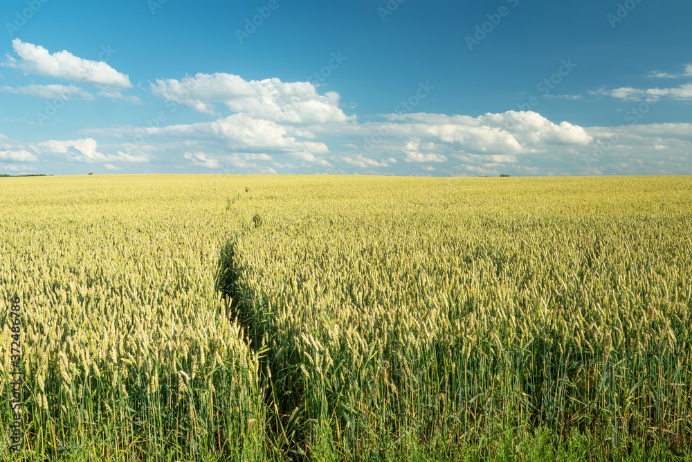 Animal path in a large wheat field