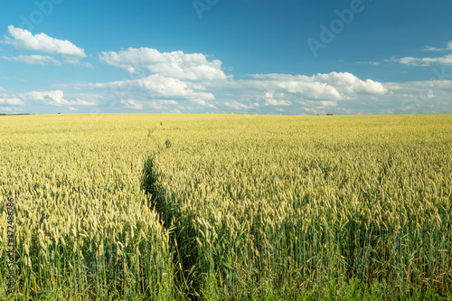 Animal path in a large wheat field