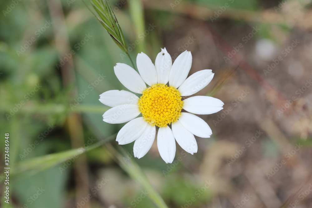 daisy in the garden daisy in the garden