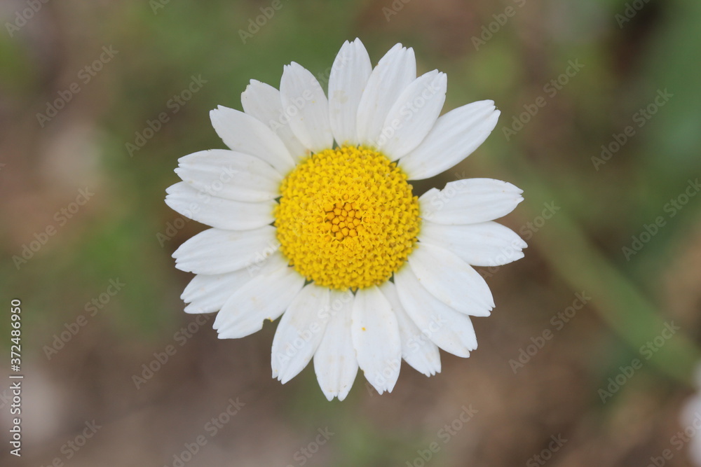 Fototapeta premium white daisy flower