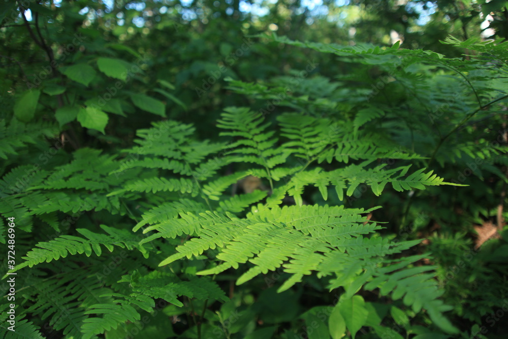 Fototapeta premium Fougères forêt boréale Québec