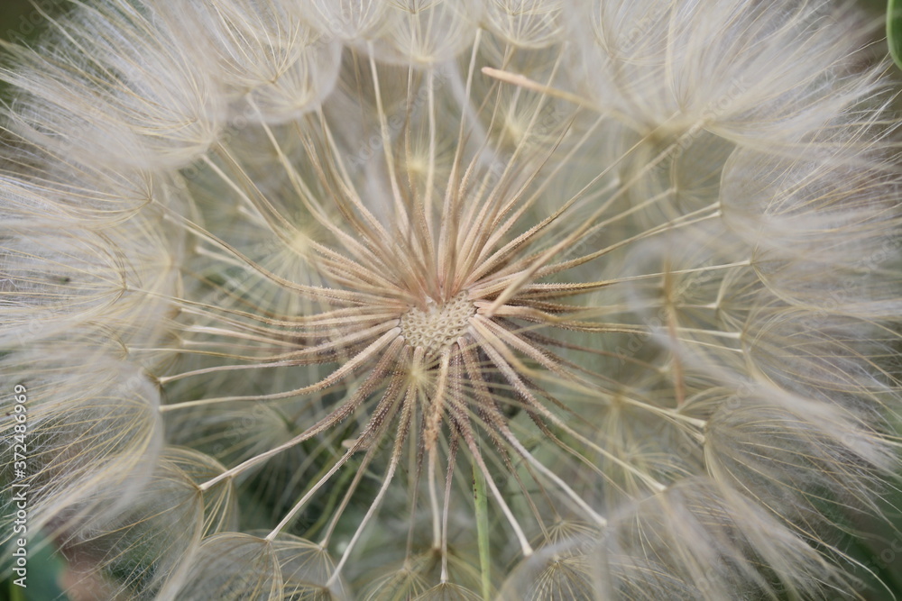 Fototapeta premium dandelion seeds in the wind