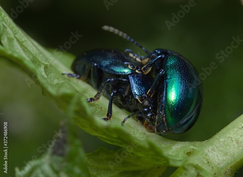 green Colorado mint beetle on a leaf