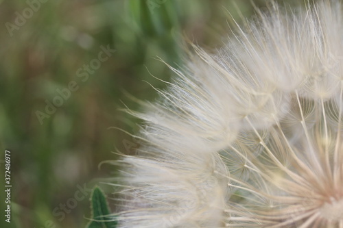 dandelion seed head