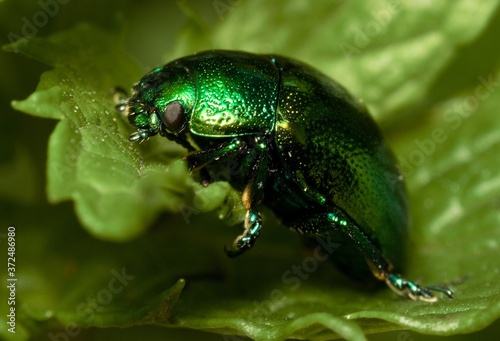 green Colorado mint beetle on a leaf
