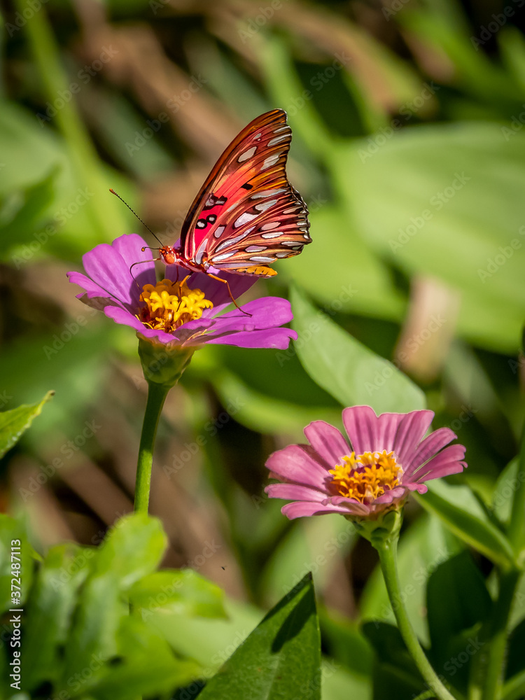 Close-up of a Gulf Fritillary butteryfly, Avgraulis vanillae nigrior, on a Zinnia flower Close-up of a Gulf Fritillary butteryfly, Avgraulis vanillae nigrior, on a Zinnia flower