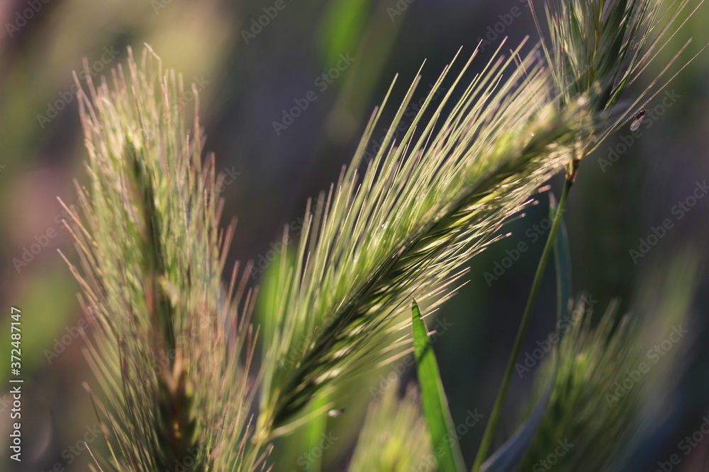 ears of wheat