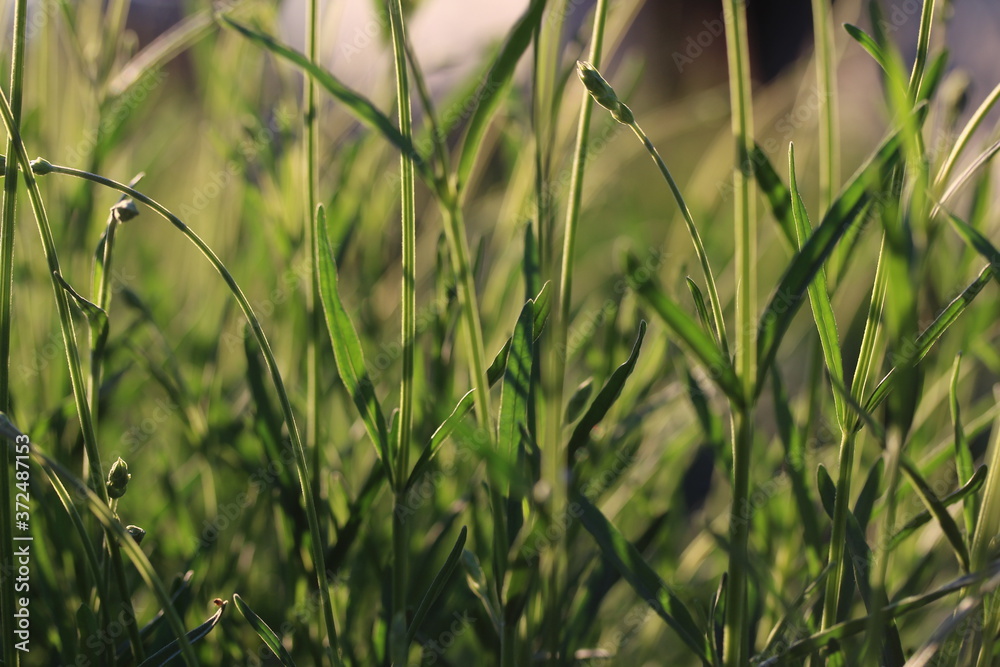 Fototapeta premium green grass in the wind