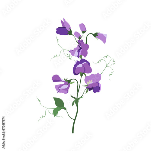 Vector illustration with sweet pea flowers on white isolated background.