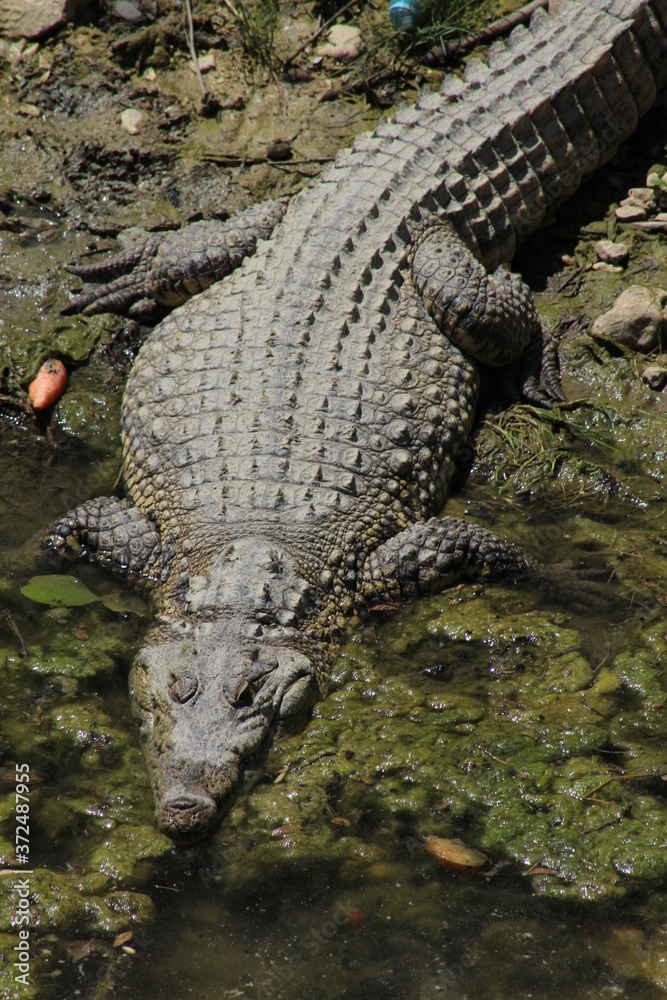 alligator in the everglades alligator in the everglades