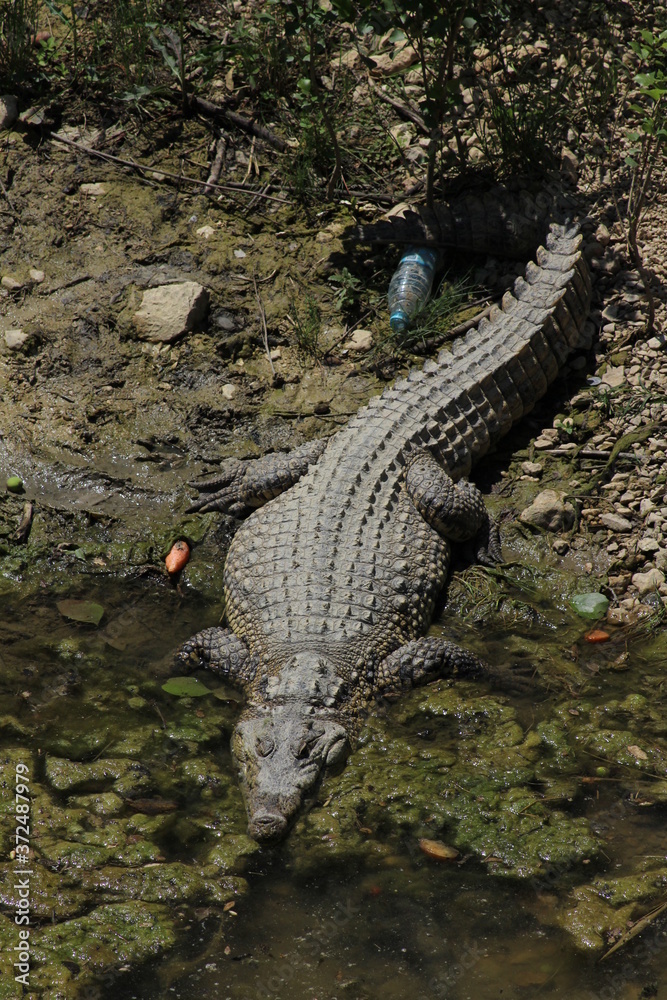 alligator in the everglades alligator in the everglades