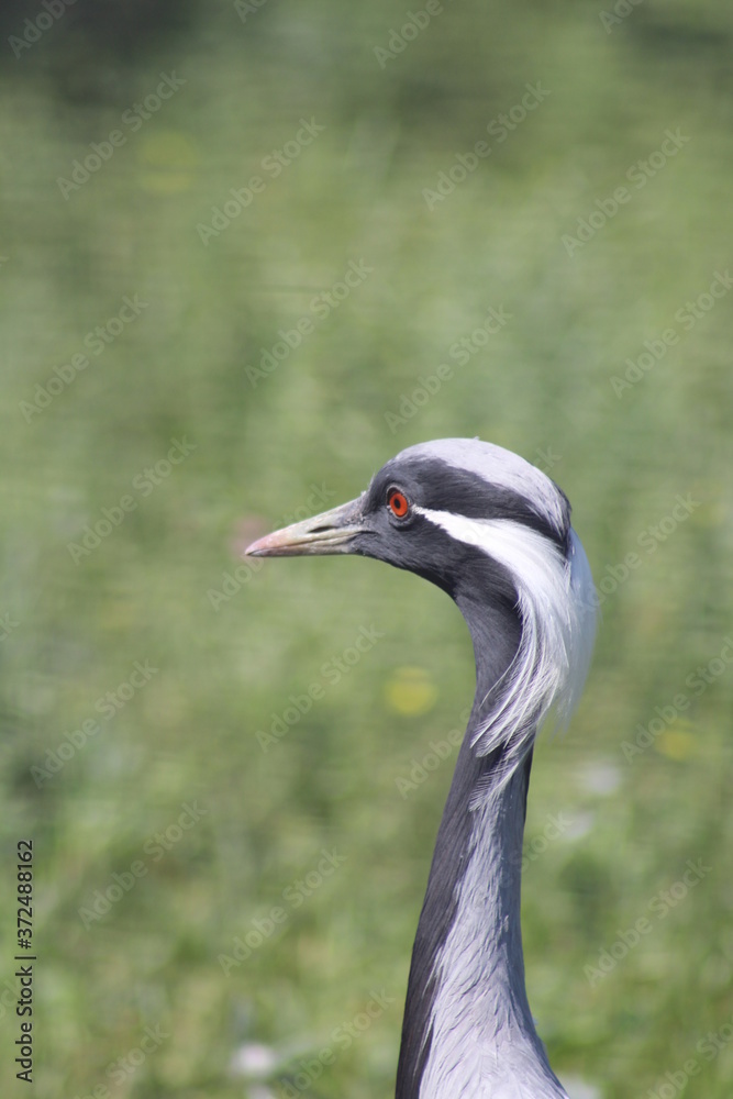 Fototapeta premium grey crowned crane