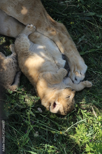 sleeping lion cub © Anna