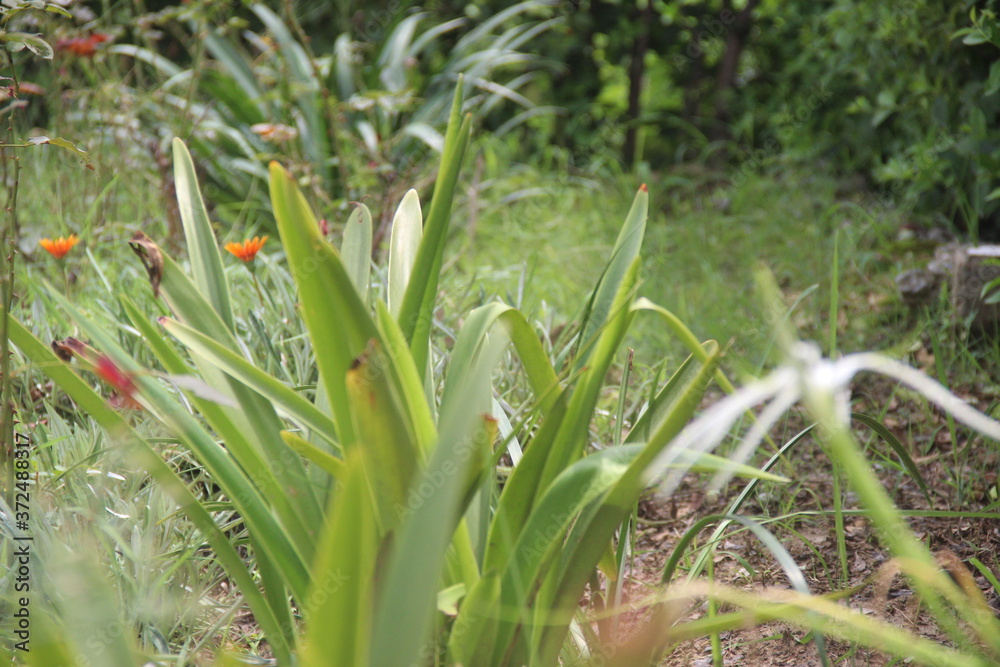 Obraz premium grass in the garden