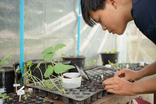 Asian People are using tools. Planting seedlings is salad vegetables.